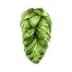 Yakima Chief Hops® Cryo Hops® pellets Talus® - 50 g