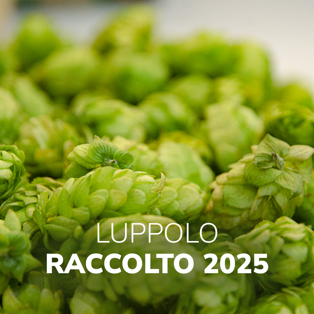 Luppolo Crop 2025