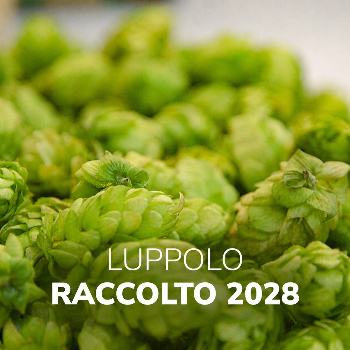 Luppolo Crop 2028