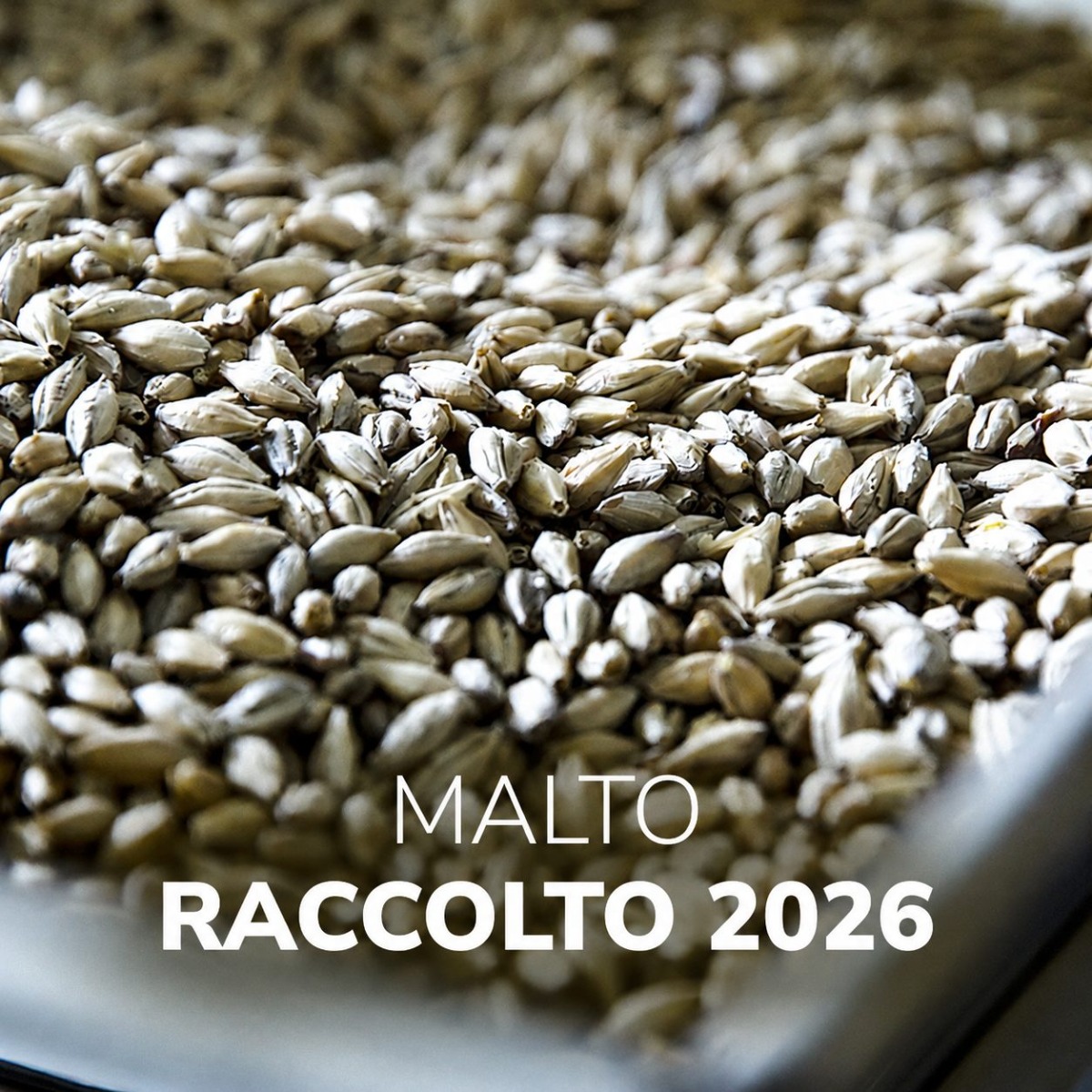 Malto Raccolto 2026